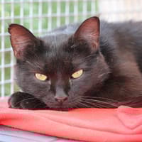 MELVIN, chat à adopter