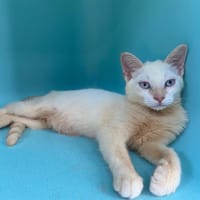 MANILLE, chatte à adopter