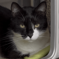 MINUS, chat à adopter