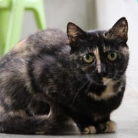 SMARTIES, chatte à adopter