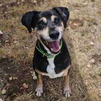 Jonas, chien à adopter