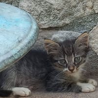 Beyoncè, gatto femmina da adottare