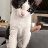 TIMIDE, chatte à adopter