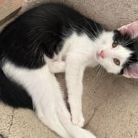 OREO*, chat à adopter
