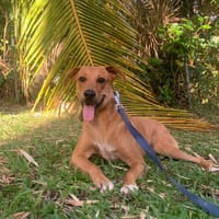 CHOUPY, Mâle berger créole junior, chien à adopter