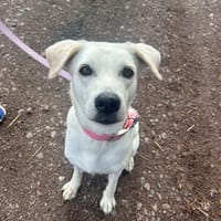 LILOU Berger Créole Femelle adulte, chienne à adopter