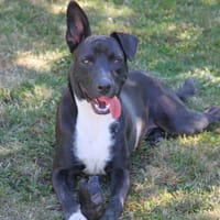 TILOUP Croisé Labrador, chien à adopter