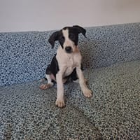 Tao, chiot Mâle Croisé Créole NON-LOF, chien à adopter