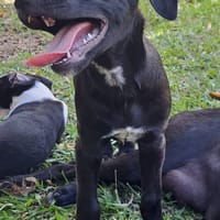Queenie, femelle croisée créole, née le 15/04/2025 🌼, chienne à adopter