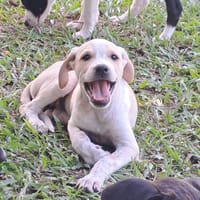 Indie, femelle croisée créole, née le 15/04/2025 🌼, chienne à adopter