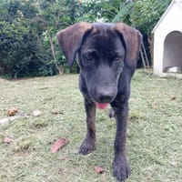 EASTER chiot Berger Créole mâle, chien à adopter