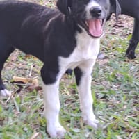 Hooper, chiot Mâle Croisé Créole NON-LOF, chien à adopter