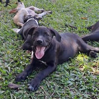 Arya, femelle croisée créole, née le 15/04/2025 🌼, chienne à adopter