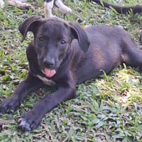 Arya, femelle croisée créole, née le 15/04/2025 🌼, chienne à adopter