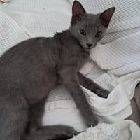 AHORA, chaton créole femelle, chatte à adopter