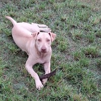 PHOENIX Croisée Labrador Femelle junior, chienne à adopter