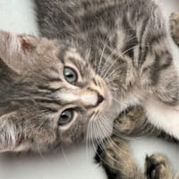 Fluff en Flugh, katers ter adoptie