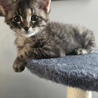 Alya, chatte à adopter