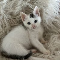KUMO (EX TAYLOR), chatte à adopter