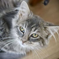 Zeus, chat à adopter