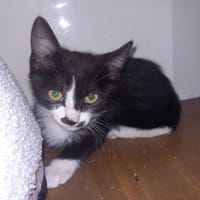 SYMBA, chat à adopter