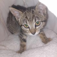 MAYA, chatte à adopter