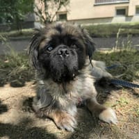 Ringo, pies do adopcji