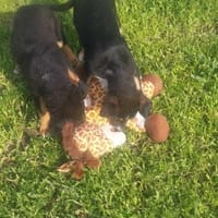 Shaggy, pies do adopcji