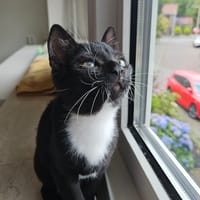 Billie en Stevie, katers ter adoptie