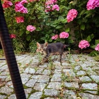 Krzysztof, kot do adopcji