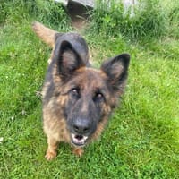 Gruszka, suczka do adopcji
