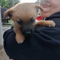 Morelka, suczka do adopcji