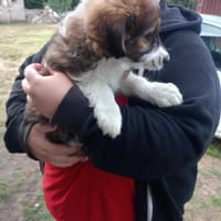 Kropelka, suczka do adopcji