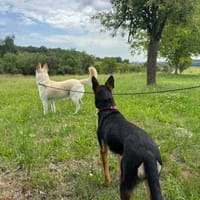 Freya, suczka do adopcji