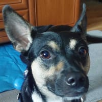 Celinka, suczka do adopcji