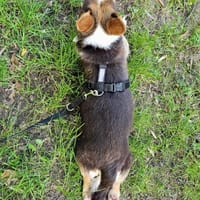Mimi, suczka do adopcji