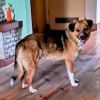 Fenek, pies do adopcji