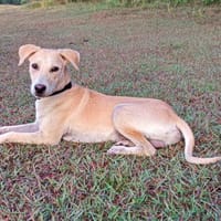 JULES le plus beau des césar, chien à adopter