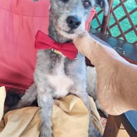 REGLISSE la p'tite gourmandise à 4 pattes, chien à adopter