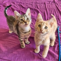 LILO (femelle) et STITCH (mâle), chat à adopter