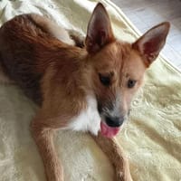 Gizmo, pies do adopcji