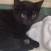Emil, kot do adopcji