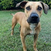Vaï, femelle, berger, née le 01/02/2023, chienne à adopter