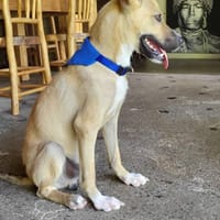 Hercule, mâle, X berger, né le 18/07/2024, chien à adopter