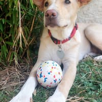 Gribouille, femelle croisée berger, née le 25/10/2024 🐶 ✨, chienne à adopter