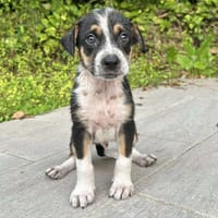 Kiwi, mâle, croisé berger, né le 11/05/2025, chien à adopter