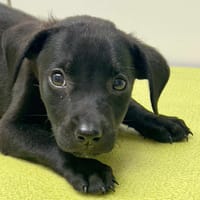 Capsule, femelle, berger, née le 07/05/2025, chienne à adopter