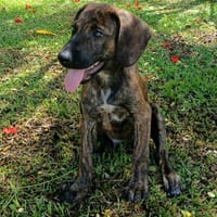 Awa, mâle croisé, né le 20/04/2025 🐶, chien à adopter