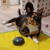 Louna, chatte à adopter