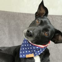 Nina, chienne à adopter